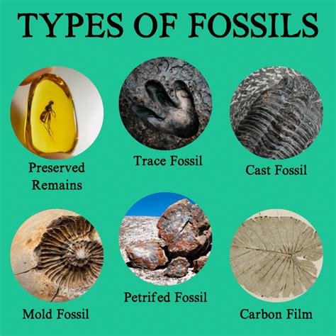 6 types of fossil preservation.